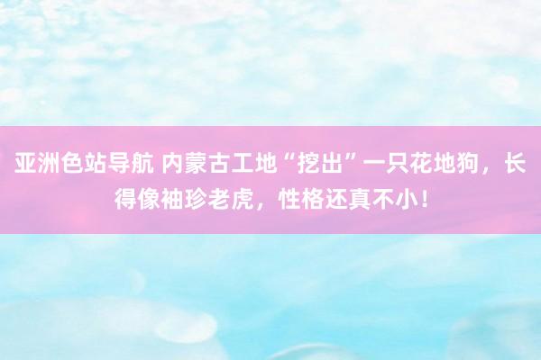 亚洲色站导航 内蒙古工地“挖出”一只花地狗，长得像袖珍老虎，性格还真不小！