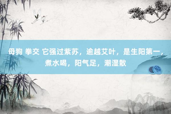母狗 拳交 它强过紫苏，逾越艾叶，是生阳第一，煮水喝，阳气足，潮湿散